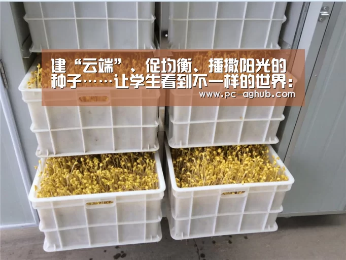 建“云端”、促均衡、播撒阳光的种子……让学生看到不一样的世界:AG真人官网(图1) ag真人厅下载